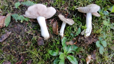 Entoloma rhodopolium