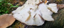 Tyromyces fumidiceps