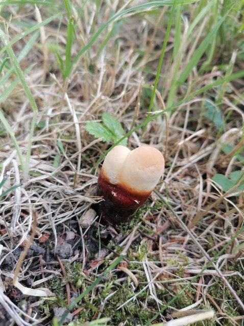 Ganoderma carnosum