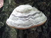 Fomes fomentarius