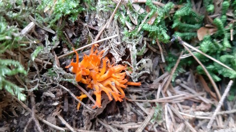 Calocera viscosa