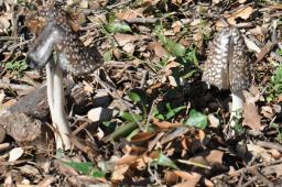 Coprinopsis picacea