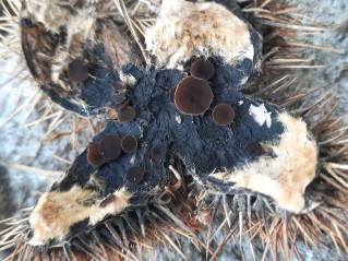 Lanzia echinophila