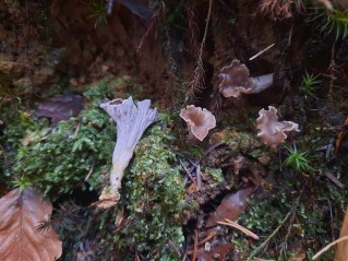 Craterellus undulatus