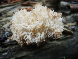 Hericium coralloides