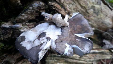 Pluteus atromarginatus