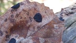 Rhytisma acerinum