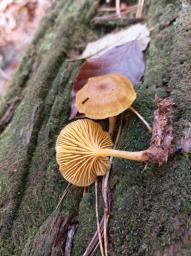 Chrysomphalina chrysophylla