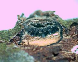 Biscogniauxia marginata