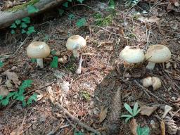 Agaricus augustus