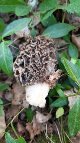 Morchella vulgaris