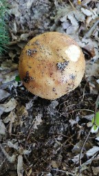 Russula foetens