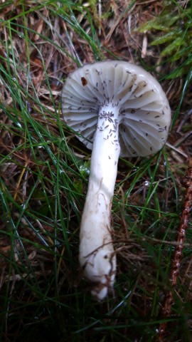 Hygrophorus olivaceoalbus