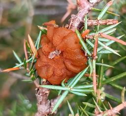 Gymnosporangium tremelloides