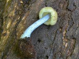 Entoloma alnetorum