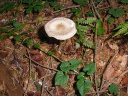 Amanita battarrae