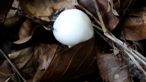 Hygrophorus eburneus