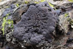 Jackrogersella minutella