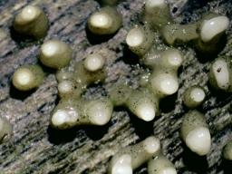 Helicogloea compressa