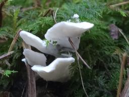 Postia caesia