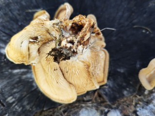 Panus neostrigosus