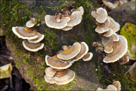 Trametes versicolor