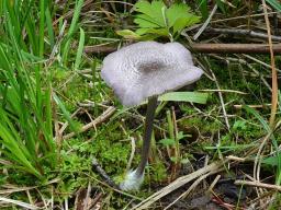 Entoloma mougeotii var. mougeotii