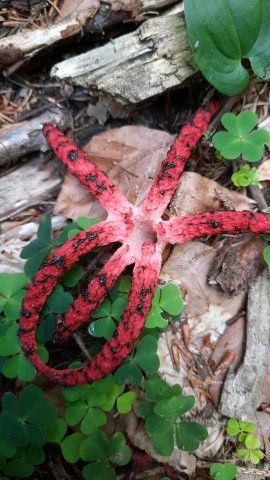 Clathrus archeri