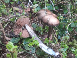 Entoloma hirtipes