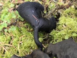 Pseudoplectania melaena