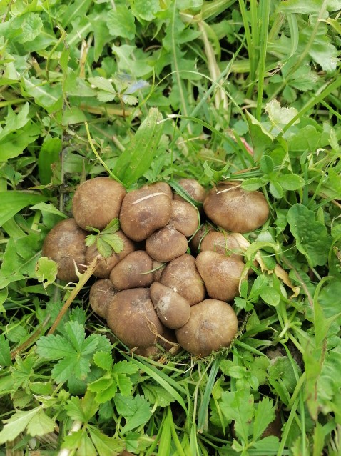 Lyophyllum loricatum