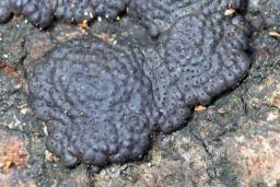 Jackrogersella minutella