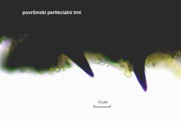 Fracchiaea broomeana