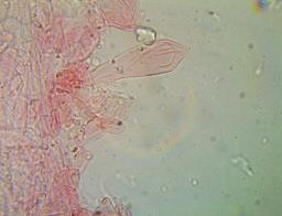 Pluteus variabilicolor