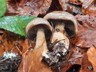 Cortinarius infractus