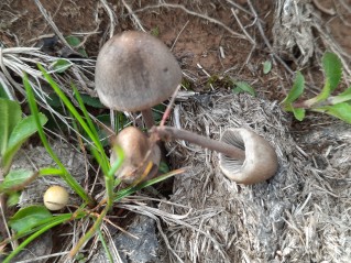 Panaeolus papilionaceus