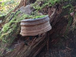 Ganoderma applanatum
