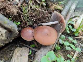 Psathyrella spadiceogrisea