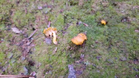 Cantharellus friesii