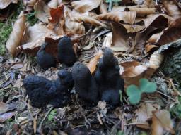 Xylaria polymorpha