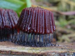 Stemonitis axifera