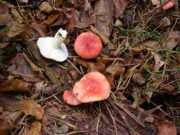 Russula emetica