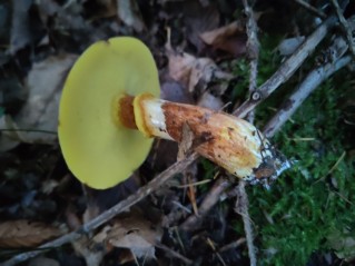 Suillus grevillei