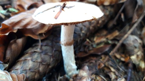 Cortinarius