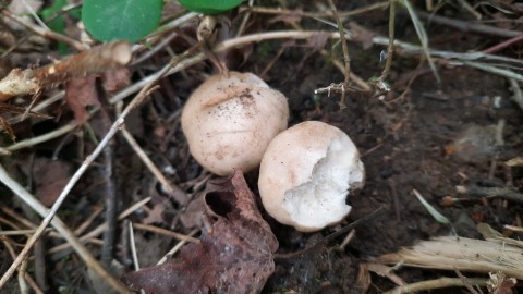 Calocybe gambosa