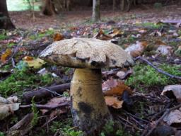 Gyroporus cyanescens