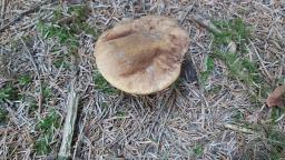 Neoboletus praestigiator