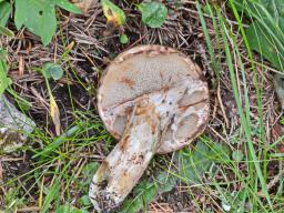 Suillus brunneolus