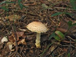 Lepiota magnispora