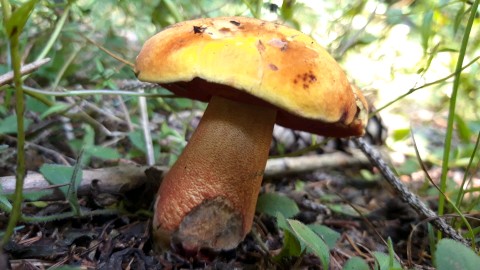 Neoboletus luridiformis